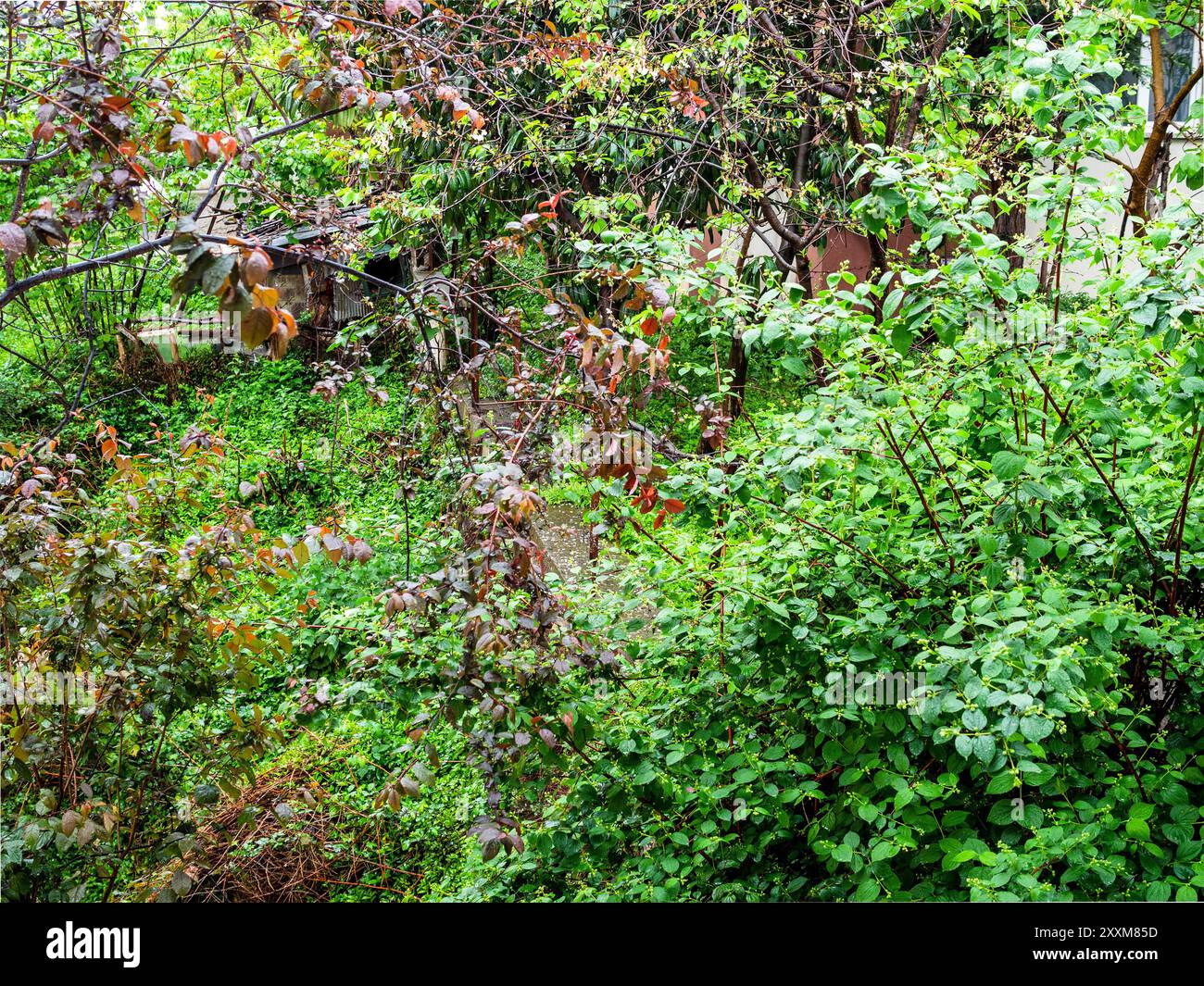 Verde fogliame di alberi nel parco cittadino il giorno d'estate a Trabzon, Turchia Foto Stock