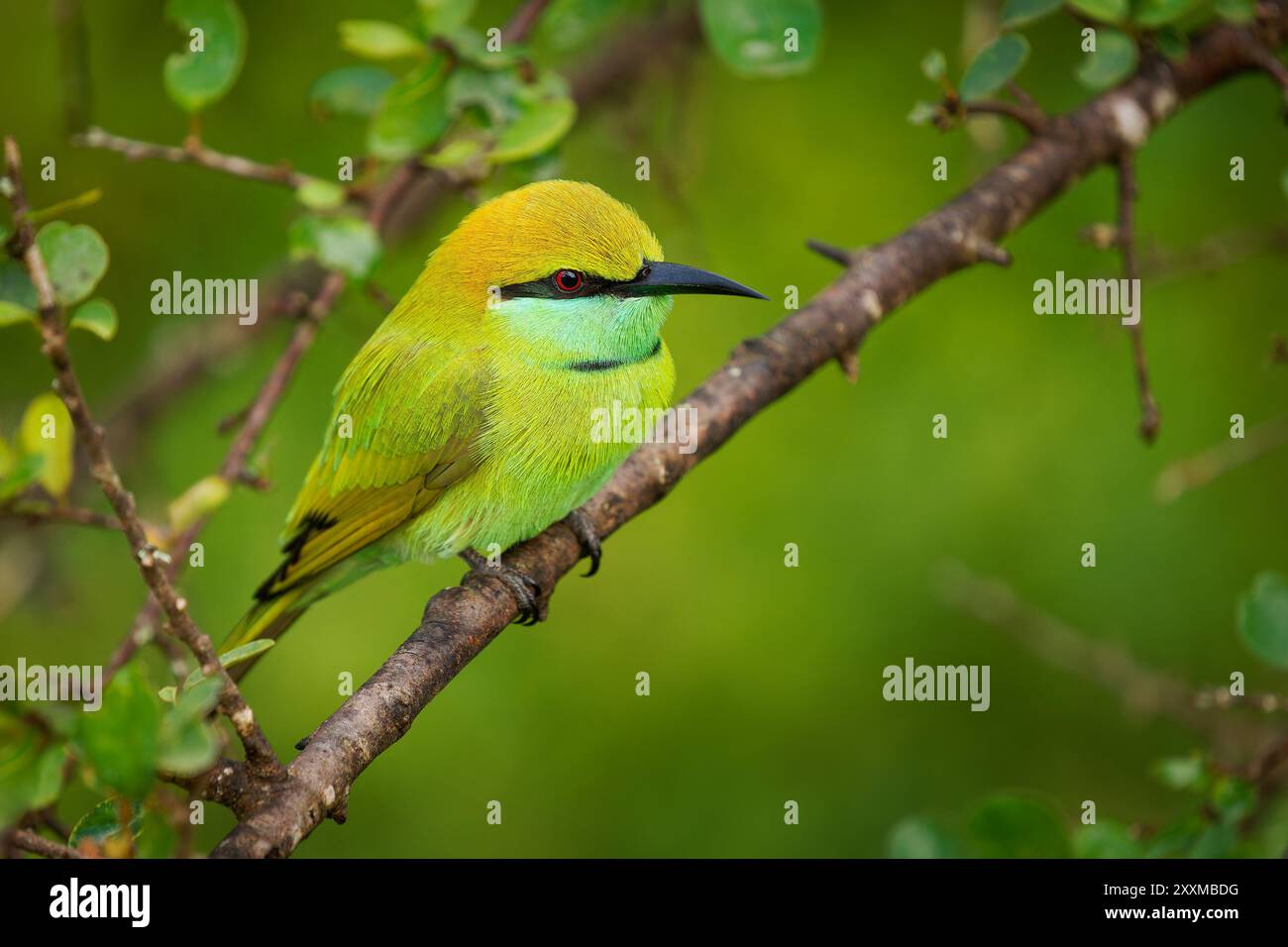 Merops orientalis, anche piccolo mangiatore di api verde asiatico, uccello in Sri Lanka ampiamente distribuito in tutta l'Asia dalla costa meridionale dell'Iran orientale Foto Stock