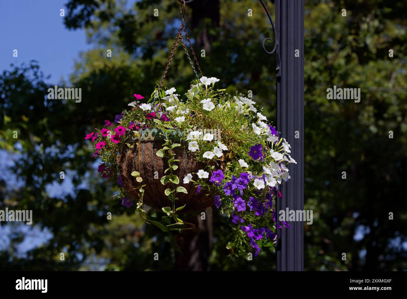 Cesto sospeso in fibra di cocco riempito con un mix colorato di fiori annuali rampicanti come le petunie Foto Stock