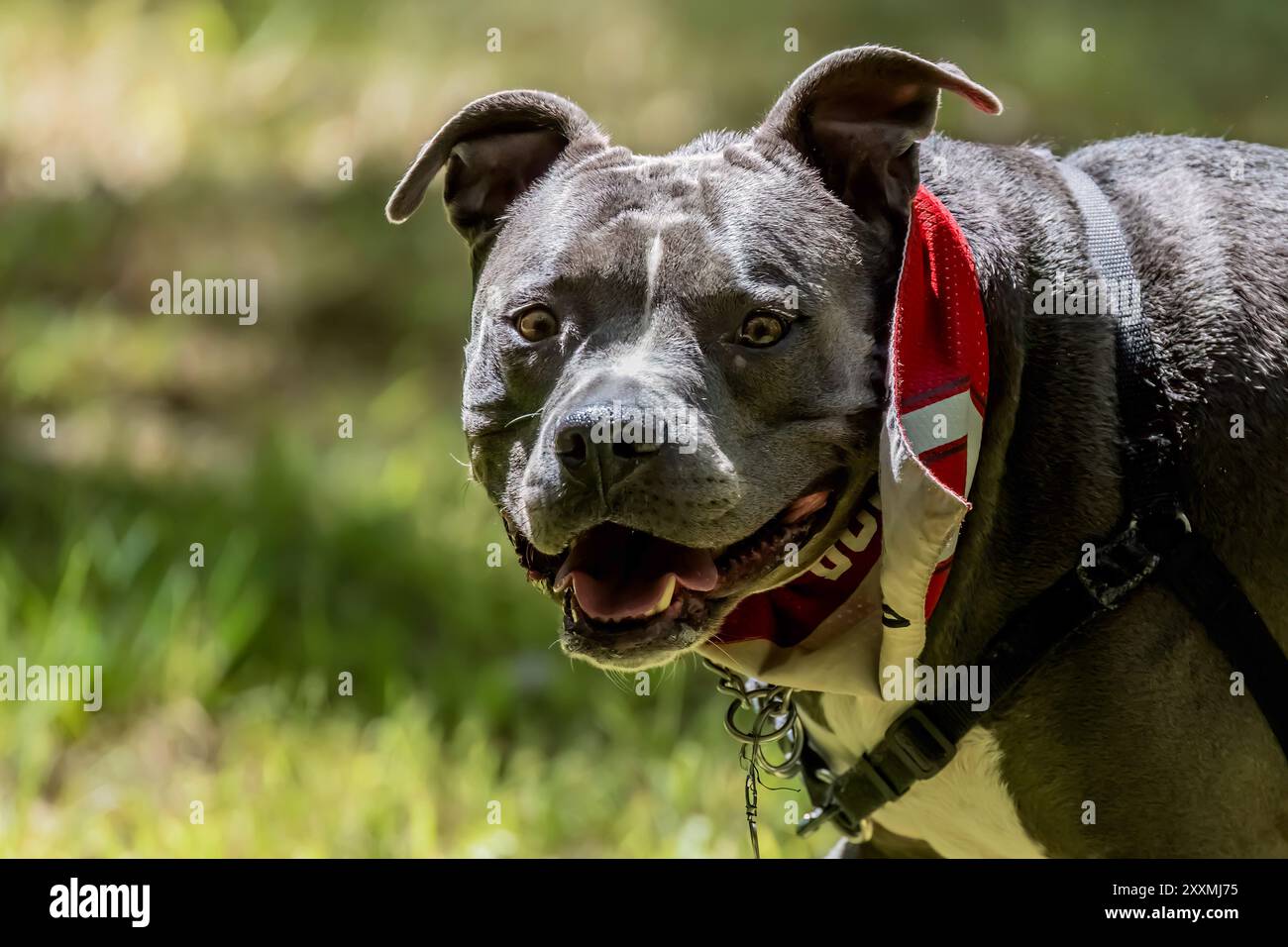 I cani di tipo Pit bull sono ampiamente utilizzati negli Stati Uniti per i combattimenti tra cani, una pratica che è continuata nonostante sia stata messa al bando Foto Stock