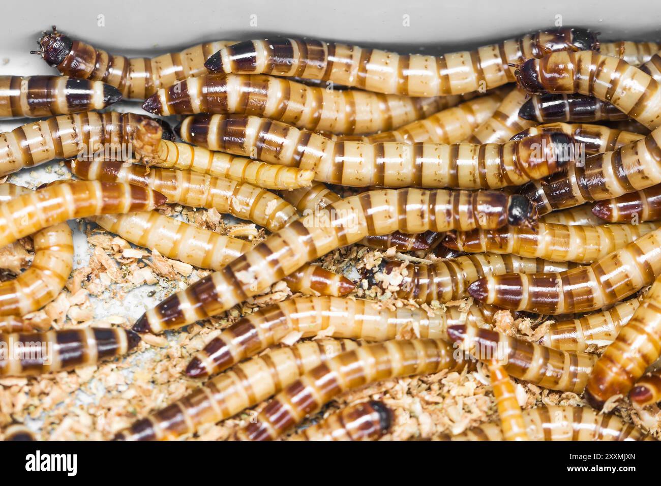 Pasto worm è il nome comune per le larve del coleottero Tenebrio molitor. Foto Stock