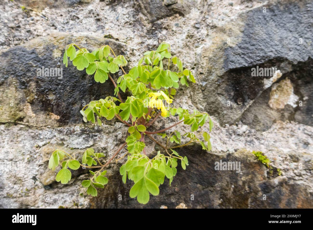 Corydalis giallo (Pseudofumaria lutea) proveniente da una stonewall, Kirkcudbright Scozia Regno Unito. Aprile 2024 Foto Stock