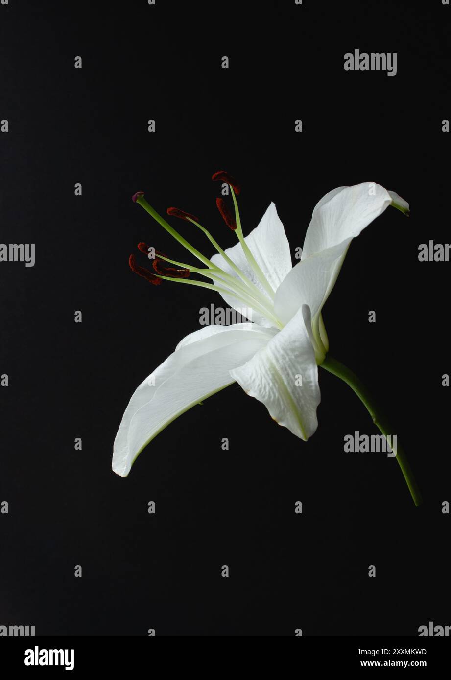 Lily White Close Up Natural Light-fine Art Photography Foto Stock