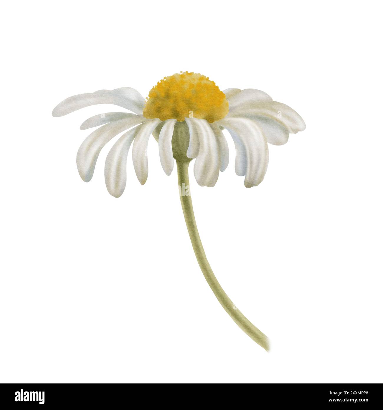 Camomilla come simbolo di medicina, guarigione, farmacia. Con tecnica acquerello e toni delicati per realizzare i tuoi progetti Foto Stock