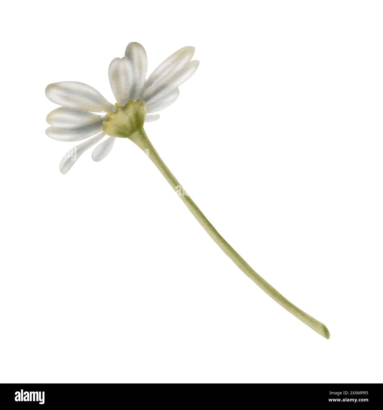 Camomilla come simbolo di medicina, guarigione, farmacia. Con tecnica acquerello e toni delicati per realizzare i tuoi progetti Foto Stock