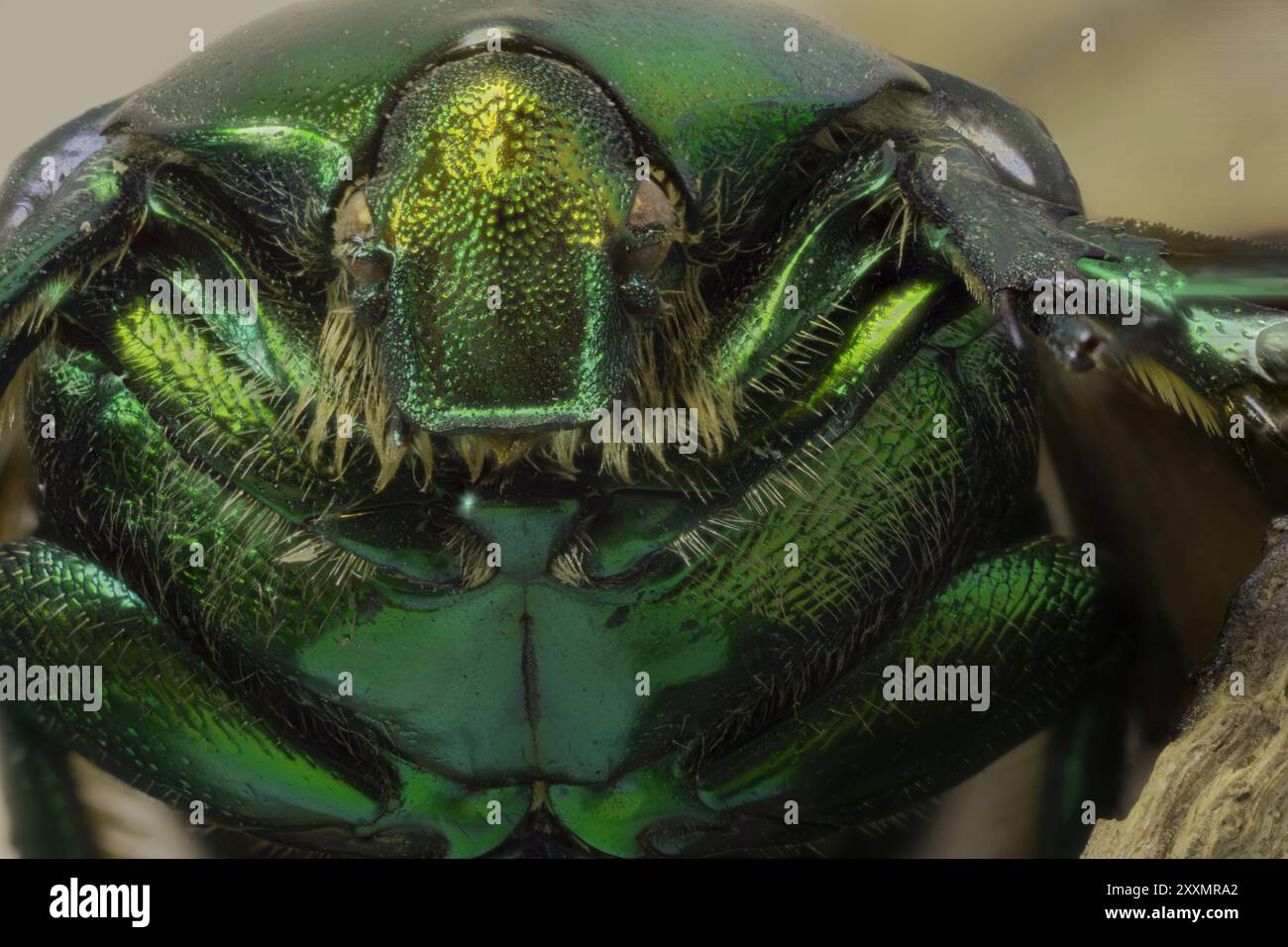 La Cetonia aurata, chiamata chafer di rosa o chafer di rosa verde, è uno scarabeo, lungo 20 millimetri, che ha un colore metallico strutturalmente Foto Stock