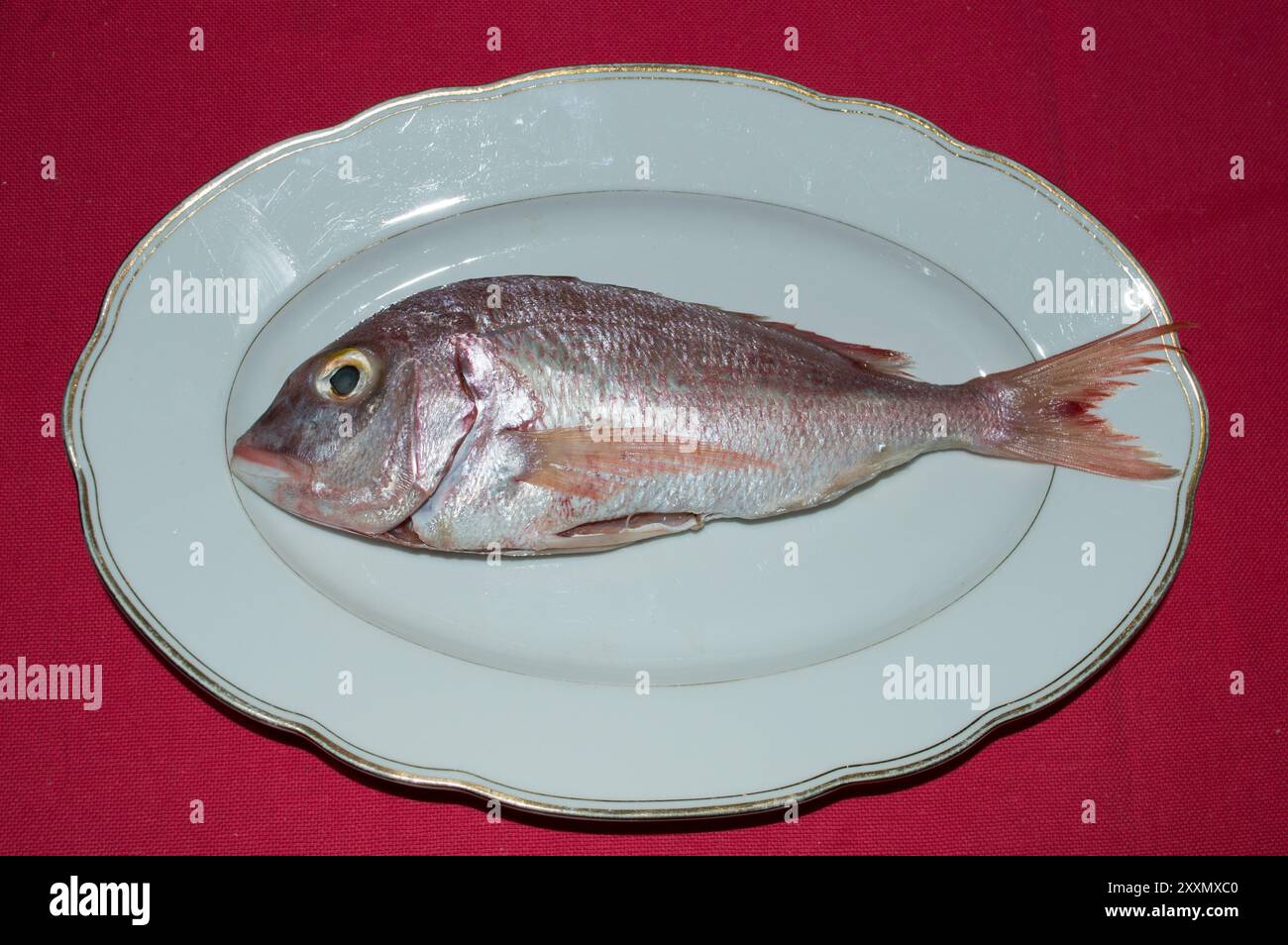 Pesce di mare crudo pandora, Pagellus erythrinus, su un piatto bianco, dal mare Adriatico, cucina dalmata Foto Stock