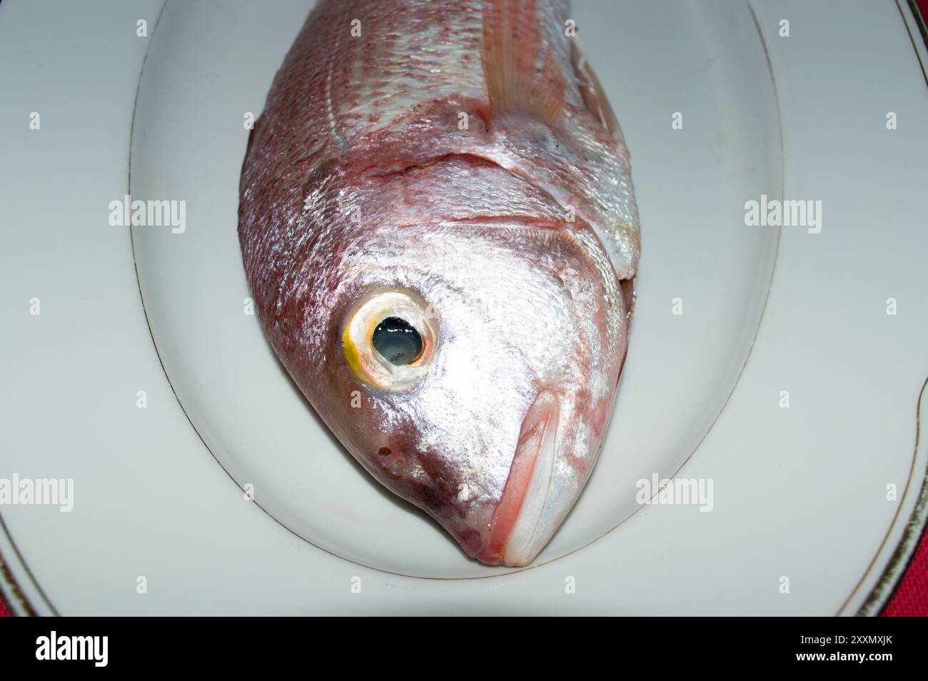 Pesce di mare crudo pandora, Pagellus erythrinus, su un piatto bianco, dal mare Adriatico, cucina dalmata Foto Stock