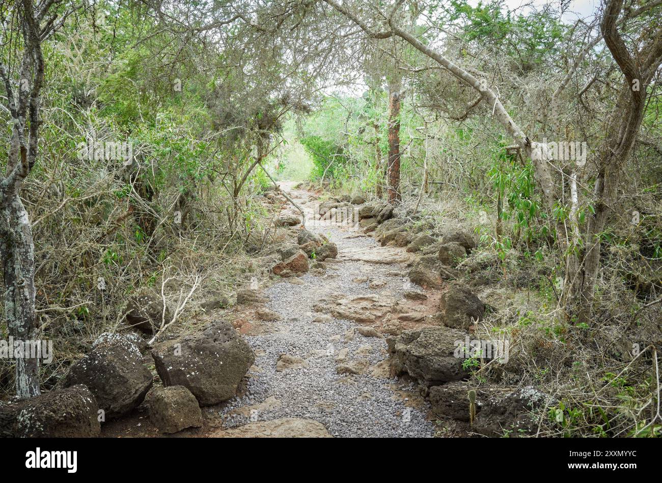 Sentiero sull'isola di Santa Cruz, Parco Nazionale delle Galapagos, Ecuador. Foto Stock