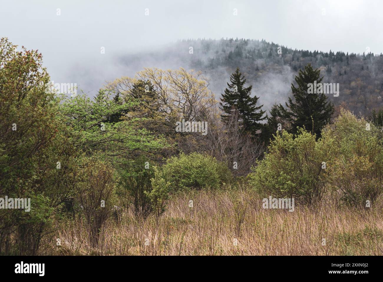 Mattina di primavera nelle Grayson Highlands della Virginia sudoccidentale, Stati Uniti Foto Stock