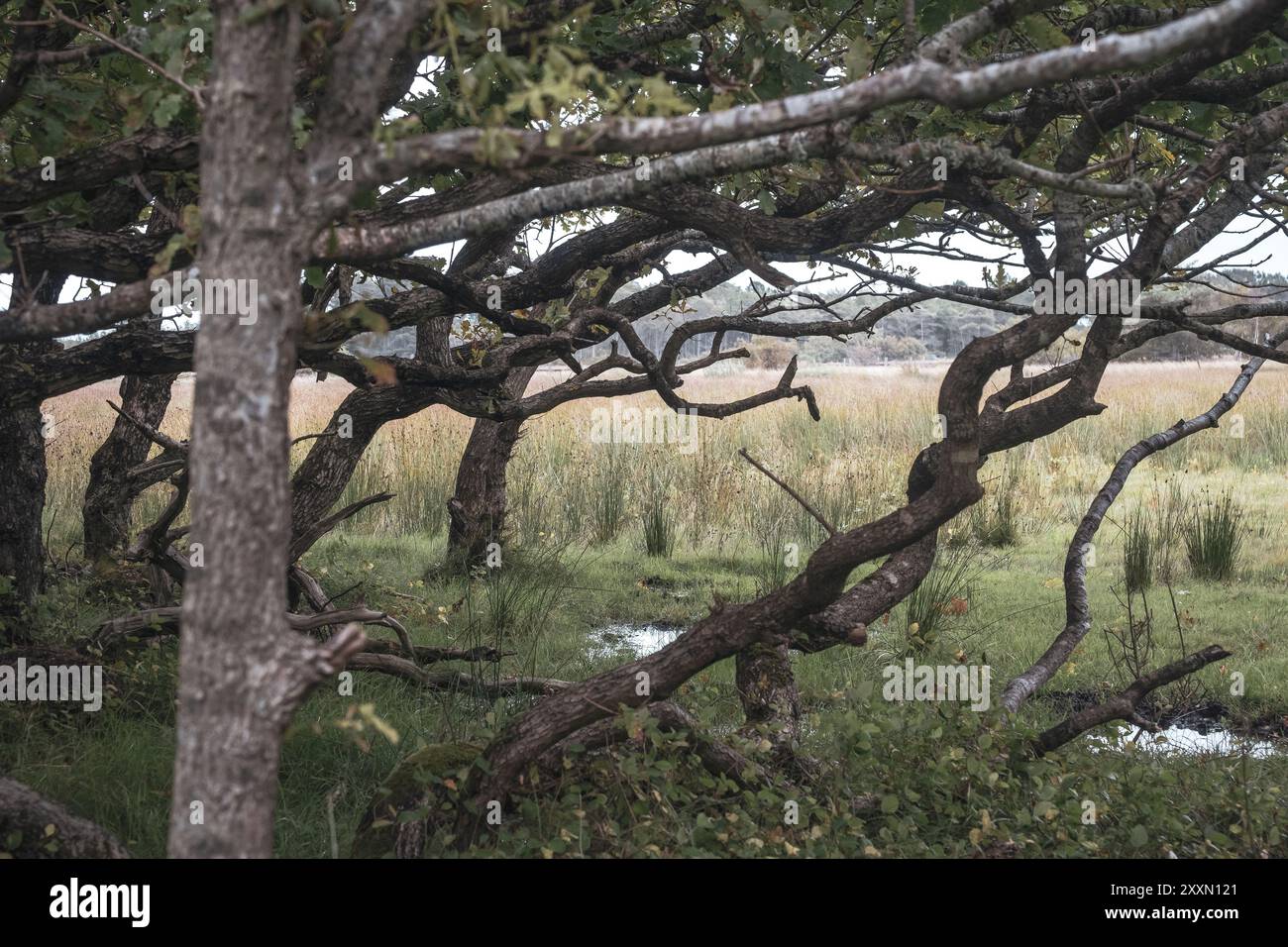 Rami attorcigliati dal vento occidentale in una foresta al largo della costa del Mare del Nord, vicino a Skagen, nel nord della Danimarca Foto Stock