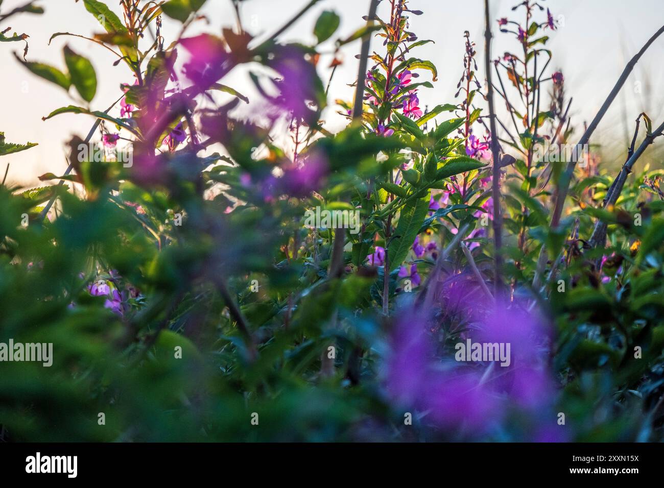 Fiori viola tra le dune di sabbia del parco nazionale di Thy sulla costa occidentale della Danimarca Foto Stock