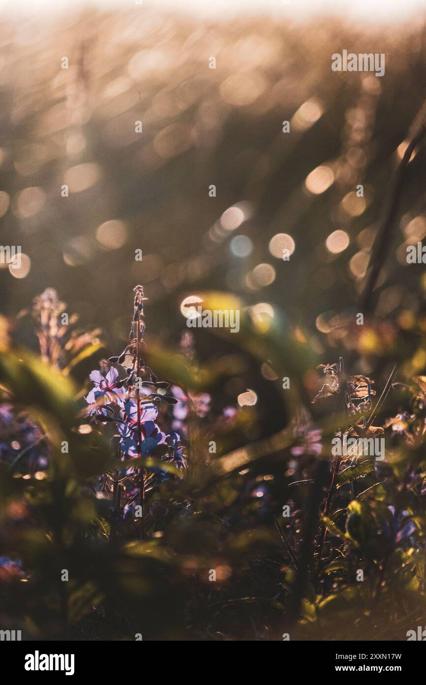 Fiori viola tra le dune di sabbia del parco nazionale di Thy sulla costa occidentale della Danimarca Foto Stock