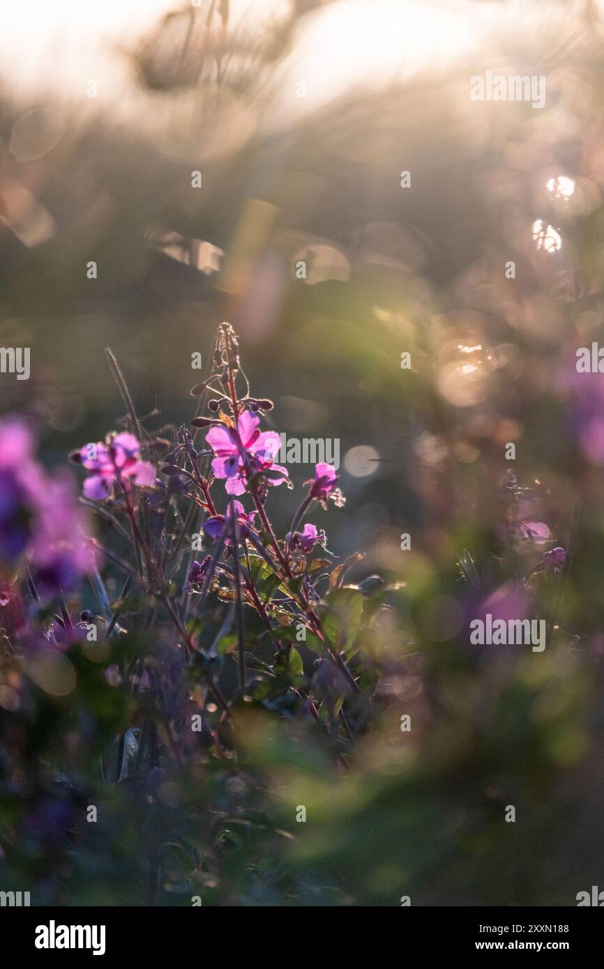 Fiori viola tra le dune di sabbia del parco nazionale di Thy sulla costa occidentale della Danimarca Foto Stock