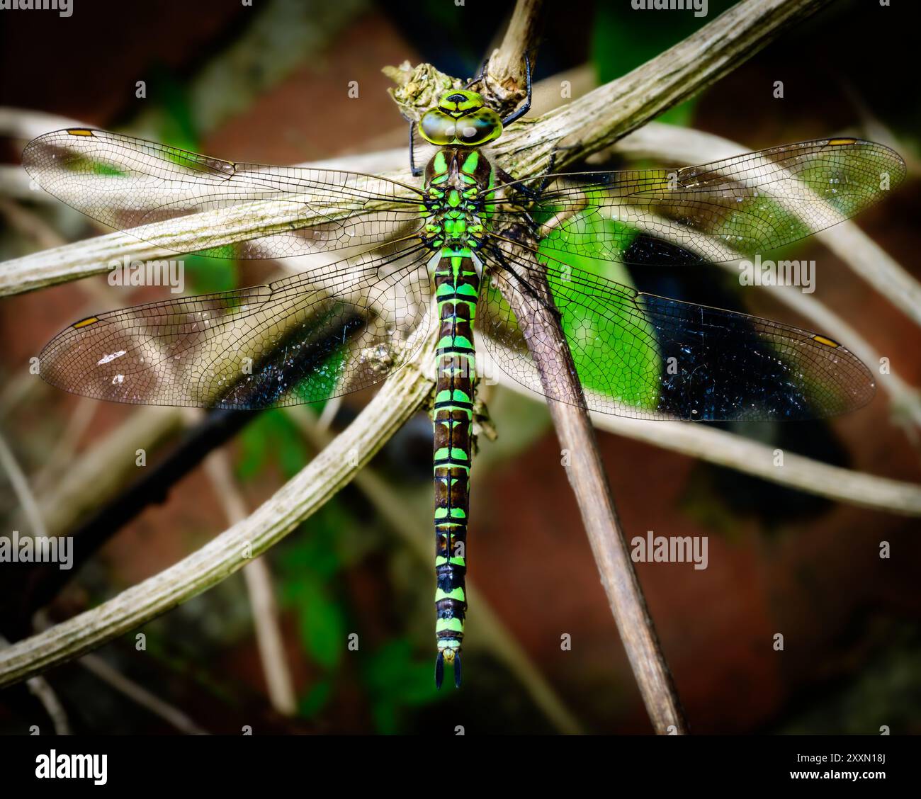 Questa libellula, adornata da intricati motivi verdi e neri, poggia con grazia sui rami secchi. Foto Stock