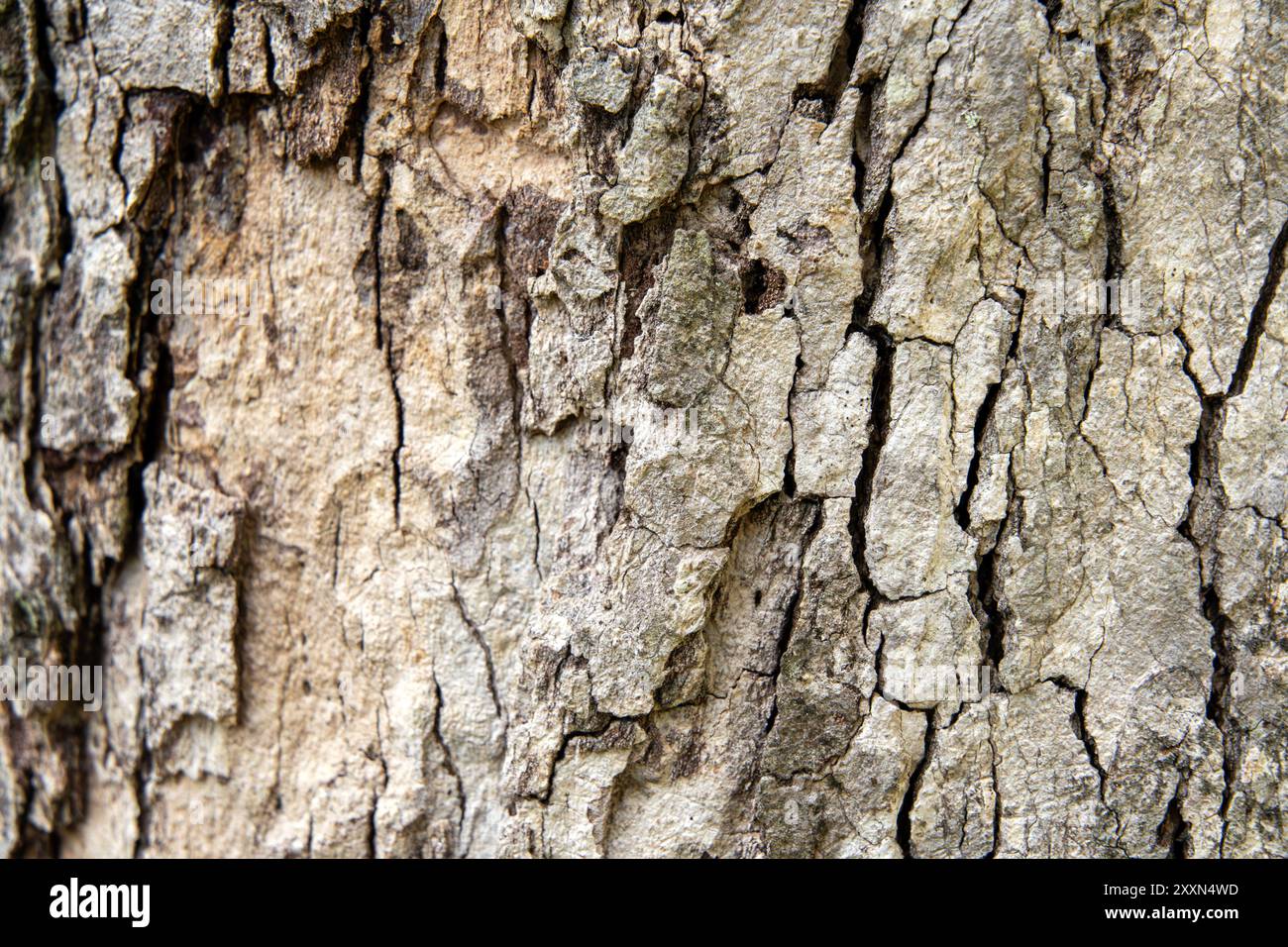 Vista ravvicinata della consistenza ruvida della corteccia degli alberi con motivi naturali. Foto Stock