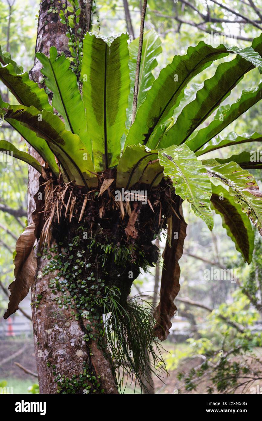 Una lussureggiante felce verde nido di uccello prospera su un tronco di albero coperto di muschio. Foto Stock