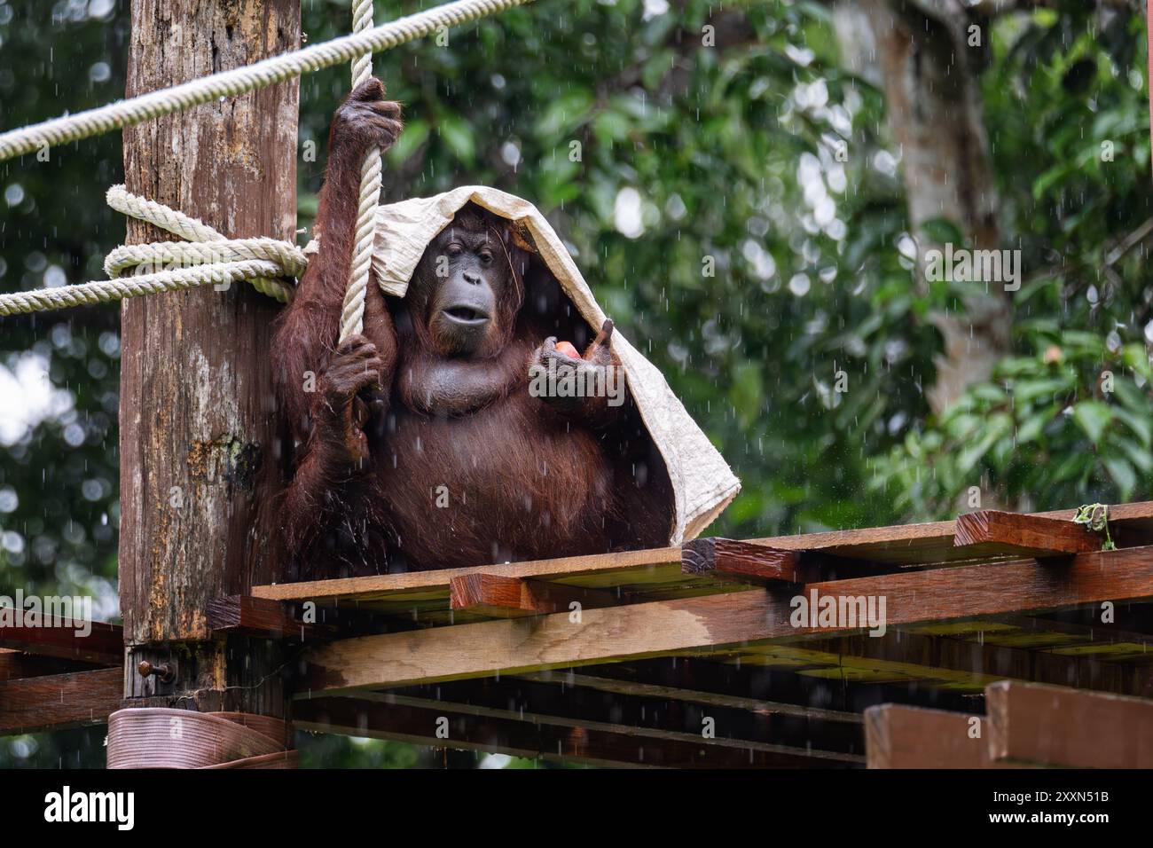L'orangutan intelligente regge un sacco di grandi dimensioni in alto durante una discesa. Foto Stock