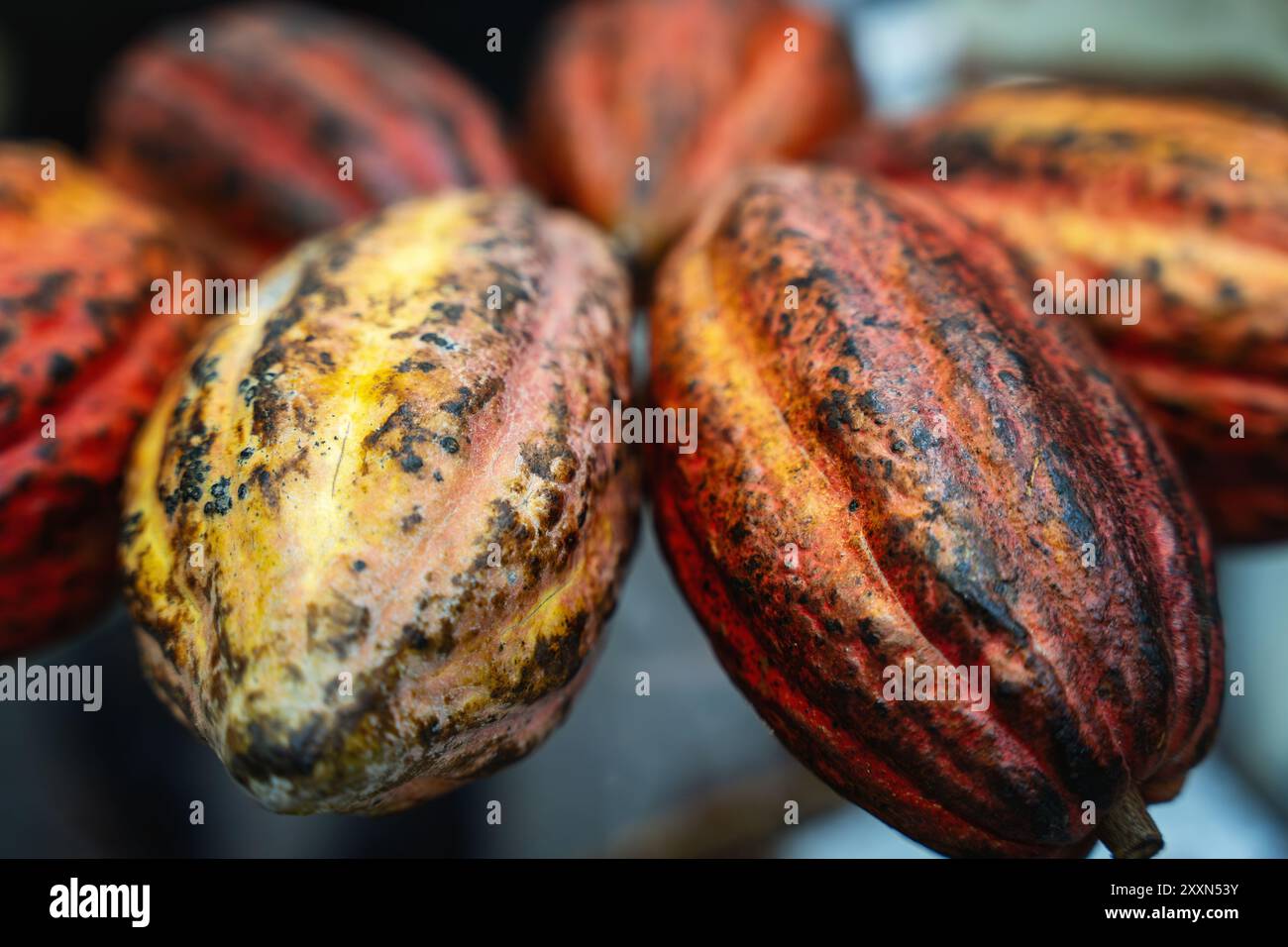 Foto ravvicinata di cialde di cacao colorate. Foto Stock