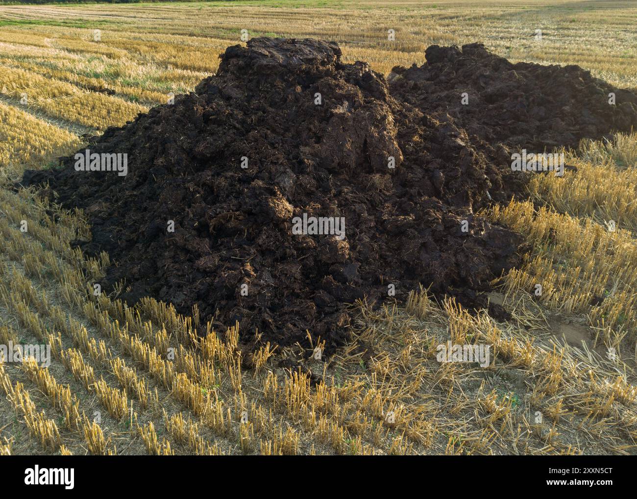 Cumulo di concime sul campo raccolto Foto Stock