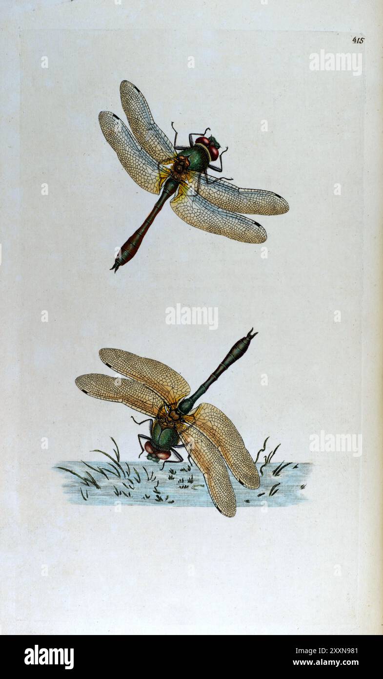 Downy Emerald o Brassy-green Dragonfly. Edward Donovan, insetti britannici, piastra 415 Foto Stock