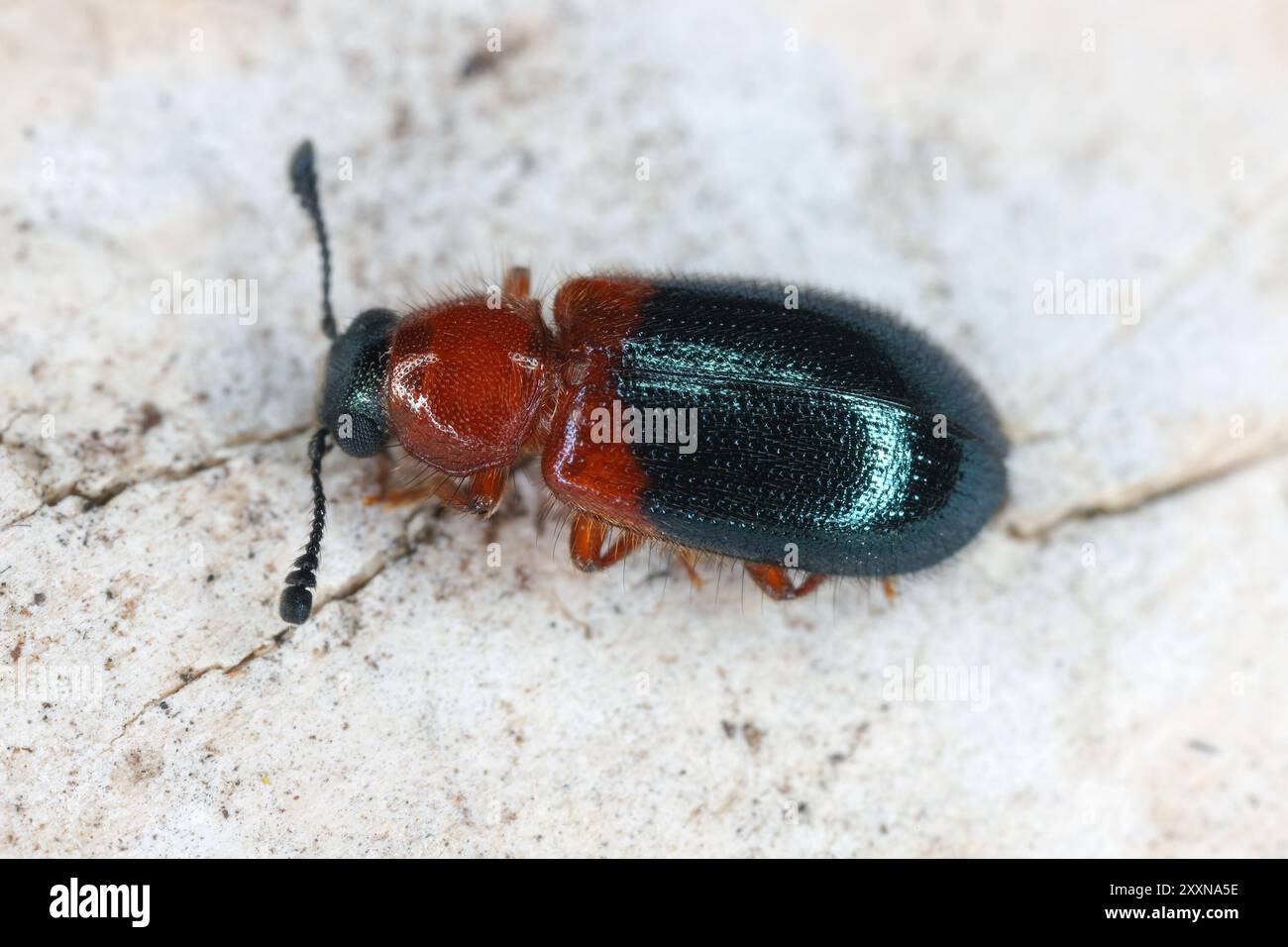 Scarabeo di prosciutto con spalline rosse o scarabeo di bacon con collo rosso (Necrobia ruficollis). Un organismo nocivo in case e magazzini che mangia cibo secco e altri prodotti animali Foto Stock