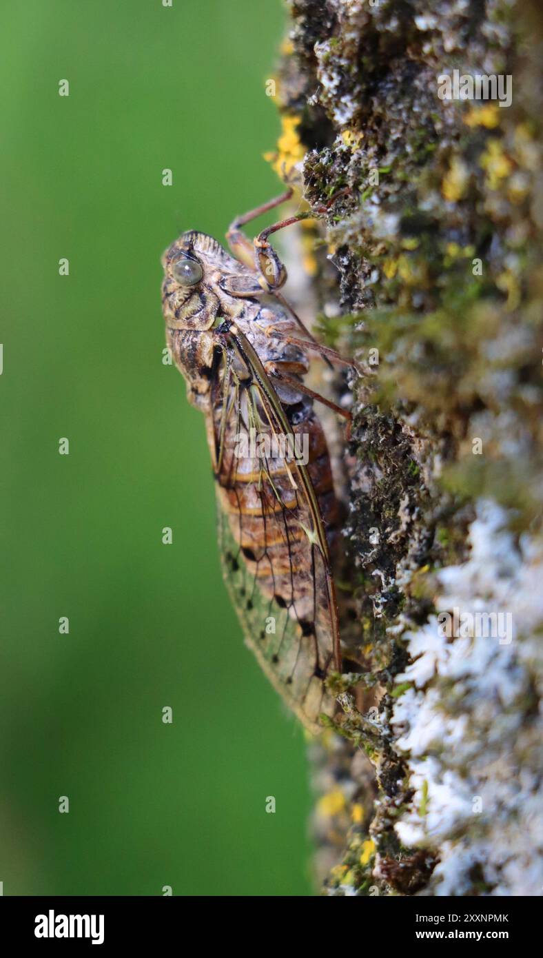 Cicada mimetizzata sulla corteccia degli alberi Foto Stock