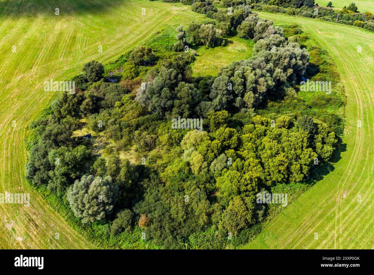 Vista aerea dell'area paludosa con boschetti di alberi nel mezzo di un campo agricolo Foto Stock