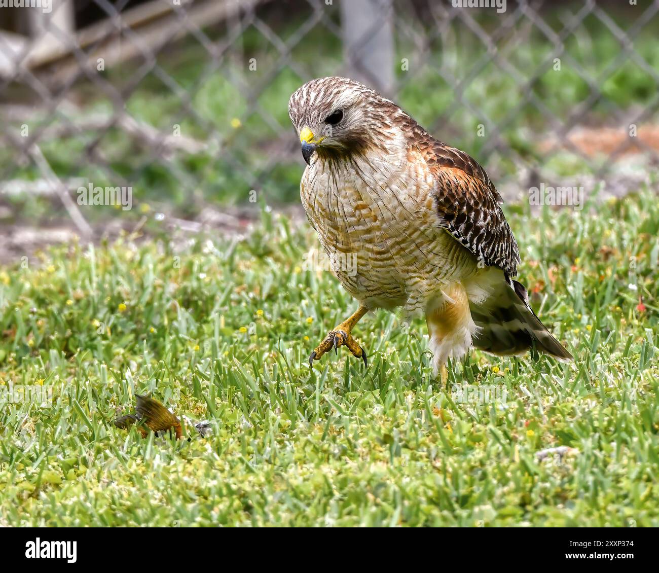 Osprey gioca con Fish Foto Stock