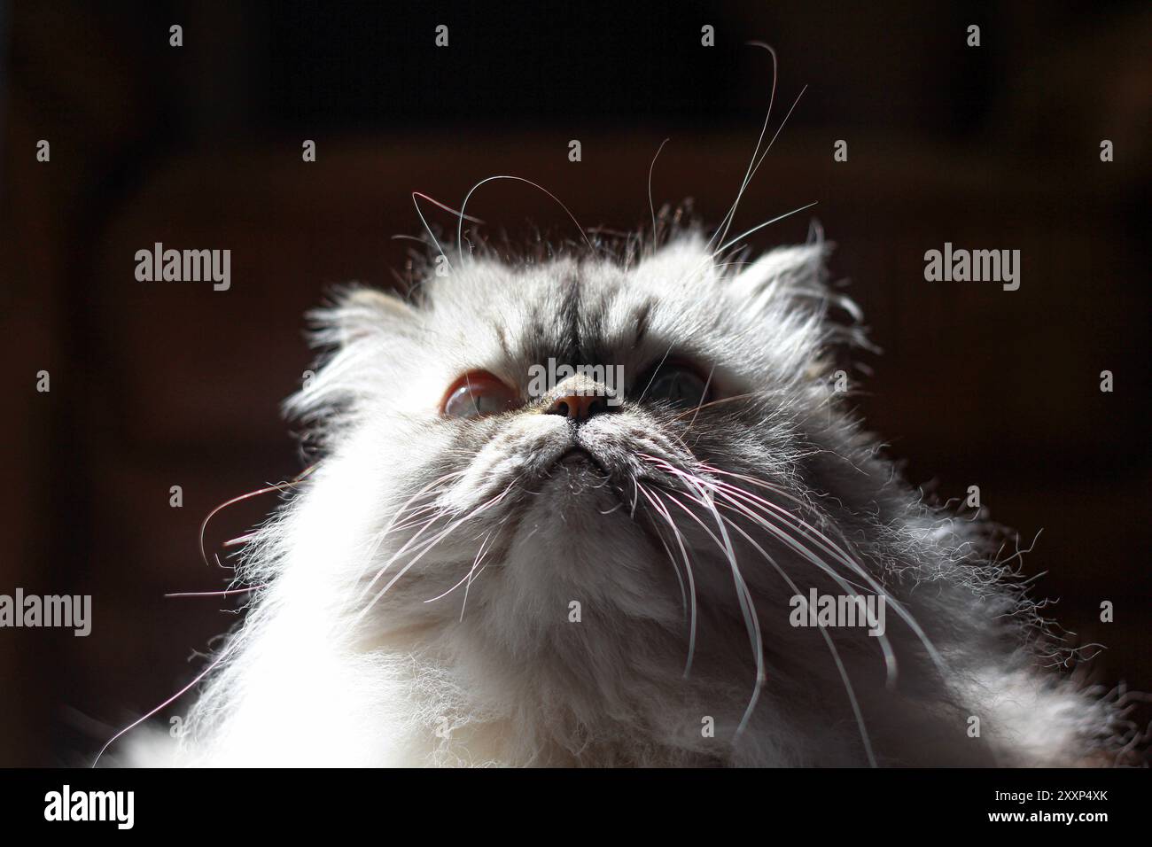 Un maestoso gatto guarda verso l'alto, i suoi lunghi baffi illuminati dalla luce soffusa del sole. L'angolo verso l'alto enfatizza il comportamento regale e premuroso del gatto Foto Stock