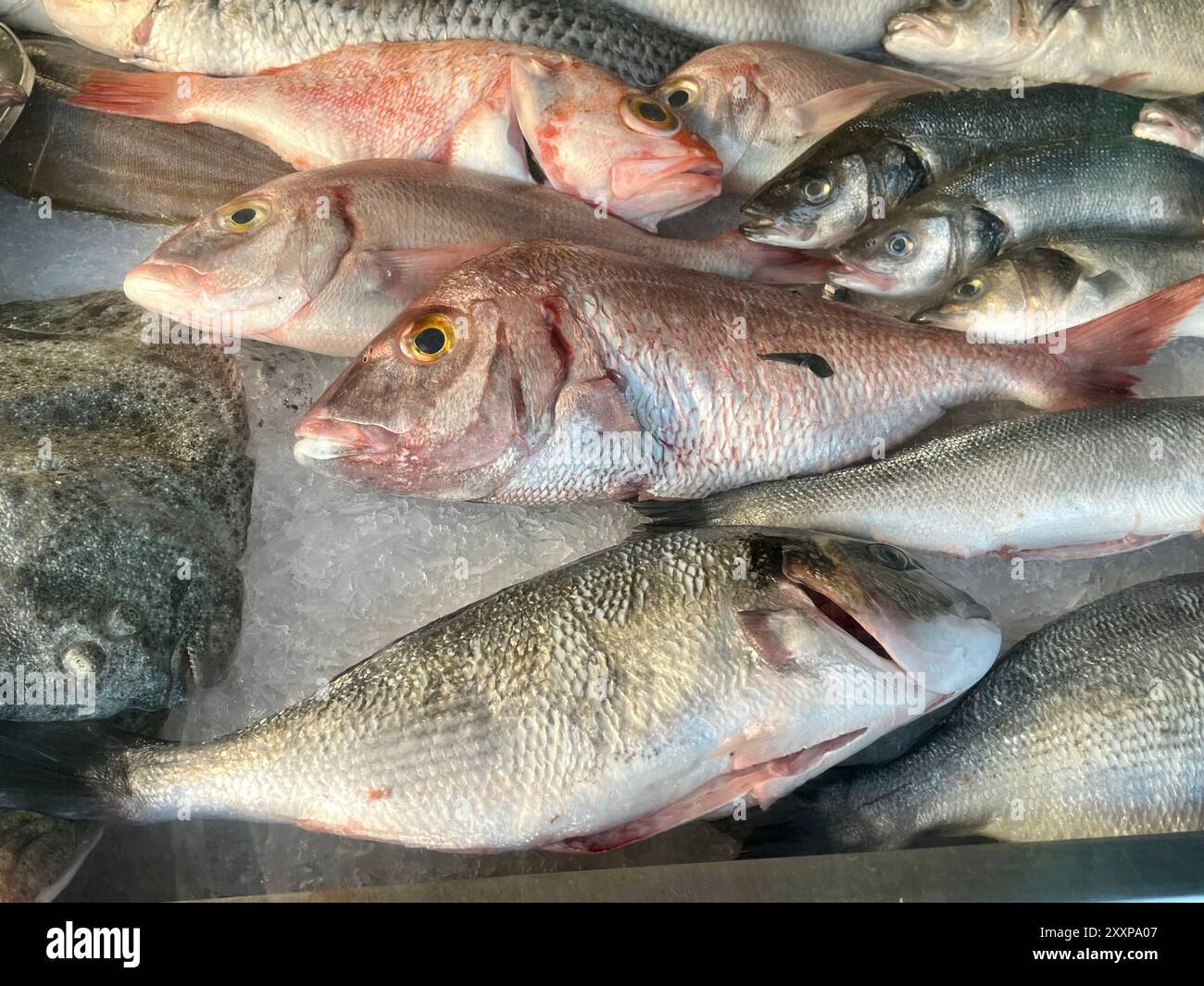 Pesce pandora comune in mostra Foto Stock