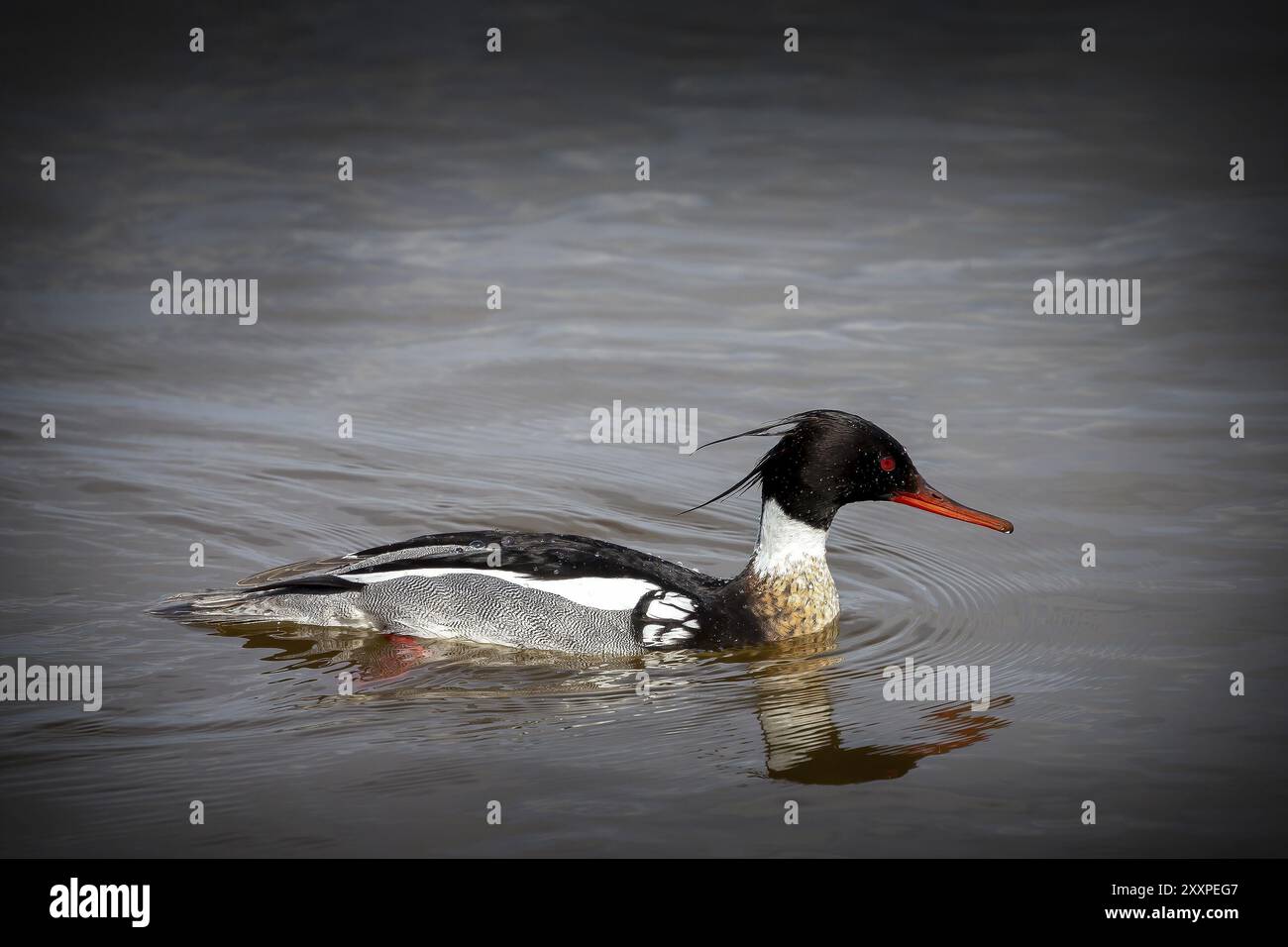 Il merganser dal petto rosso, maschio sul lago Foto Stock