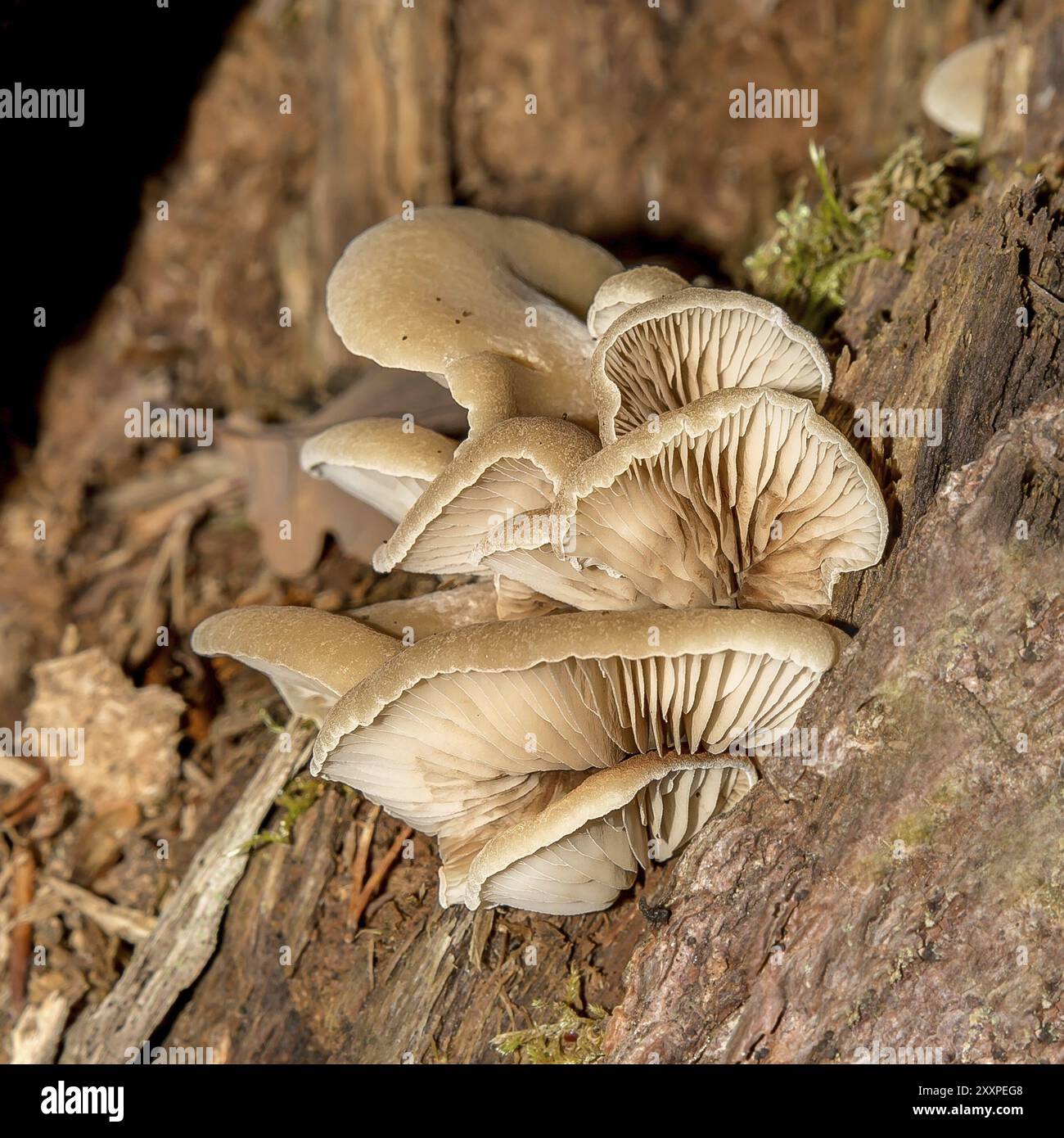 Funghi di ostriche su un ceppo di legno Foto Stock