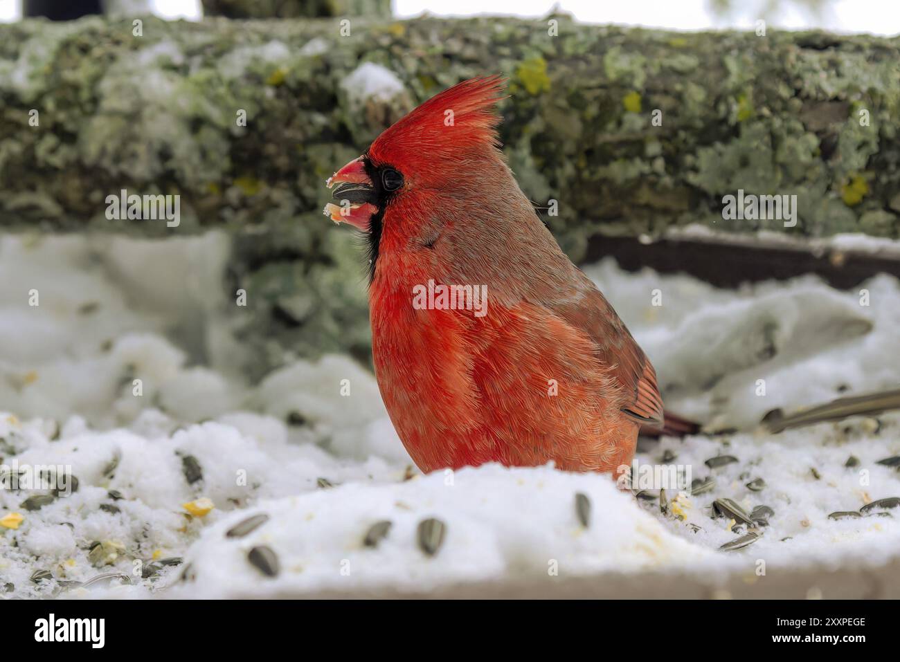 Scena naturale dal Wisconsin Foto Stock