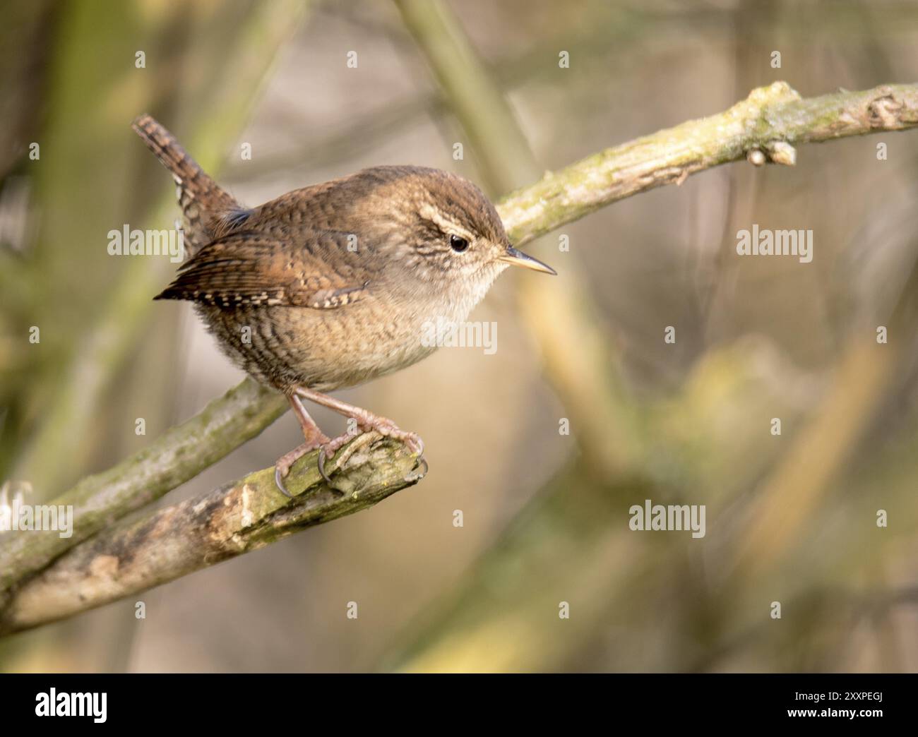 Piccolo wren seduto su un ramo di fronte a uno sfondo sfocato Foto Stock