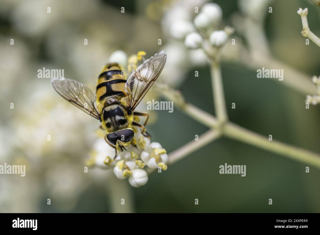 amante del sole sospeso (Helophilus pendulus), Emsland, bassa Sassonia, Germania, Europa Foto Stock