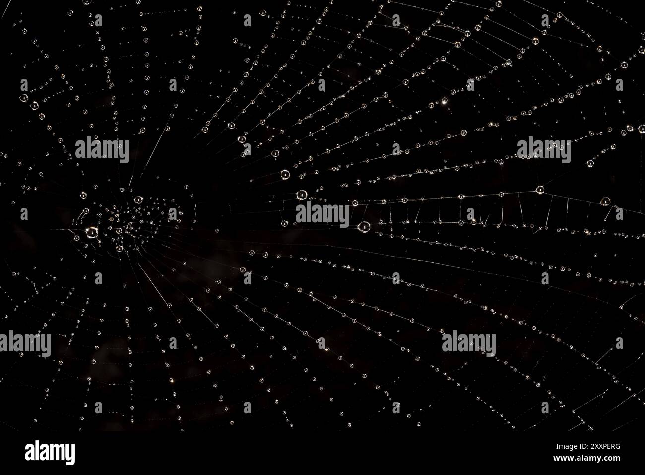 Ragnatela con goccioline d'acqua su sfondo nero Foto Stock