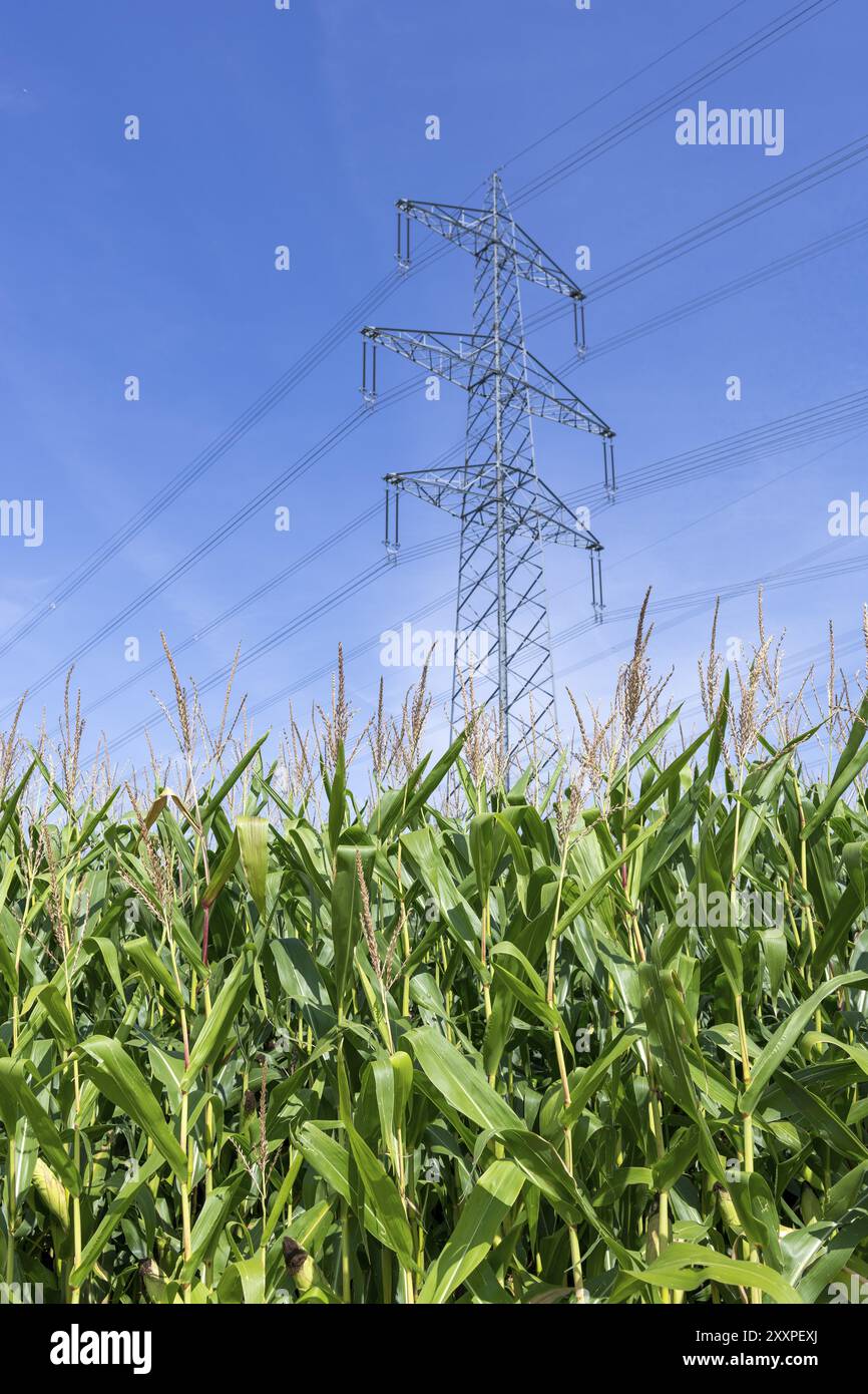 Immagine simbolica, energie rinnovabili, piante di granturco, piante di biogas, granturco da alimentazione, piloni ad alta tensione, Baden-Wuerttemberg, Germania, Europa Foto Stock