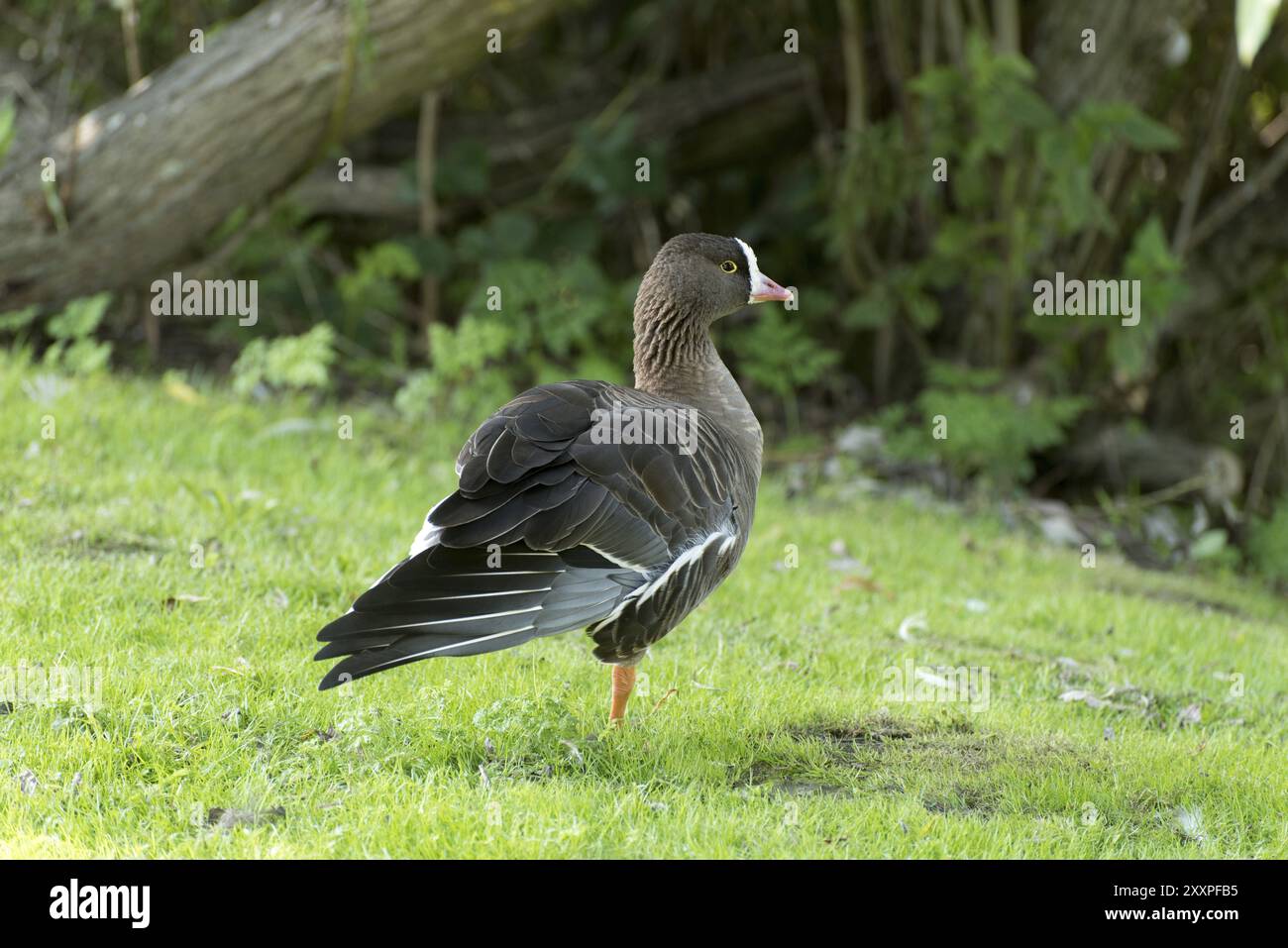 Un'oca dalla parte bianca minore in piedi su una gamba in un prato con l'ala allungata Foto Stock