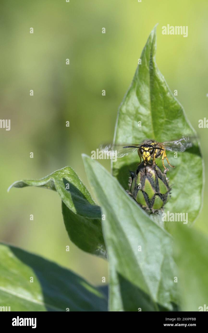 Bocciolo di fiordaliso con vespa volante davanti a sfondo sfocato verde con spazio di testo Foto Stock