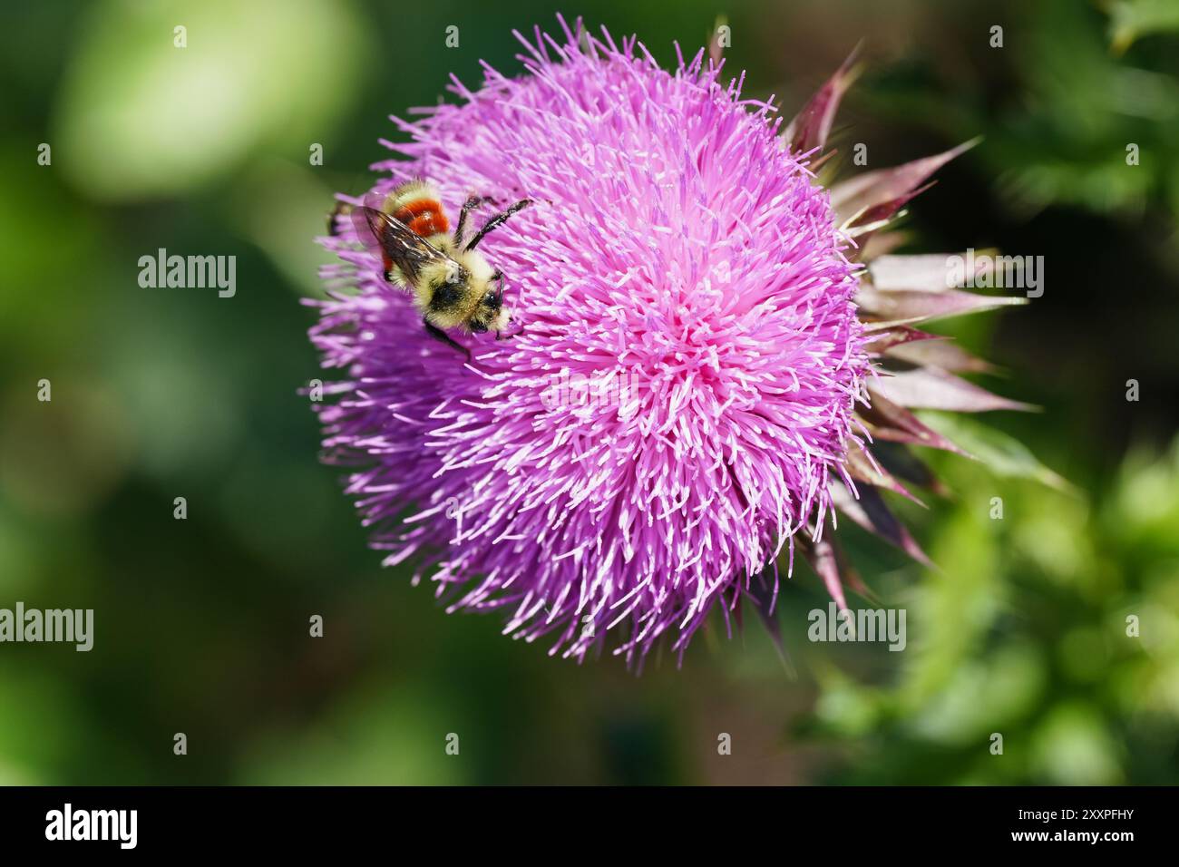 Bumblebee che raccoglie polline dal cardo Foto Stock