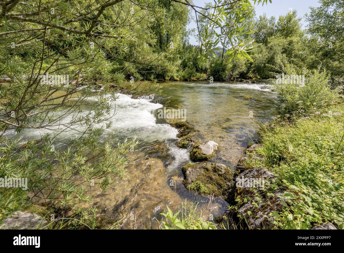 Il torrente di montagna scorre attraverso la foresta Foto Stock