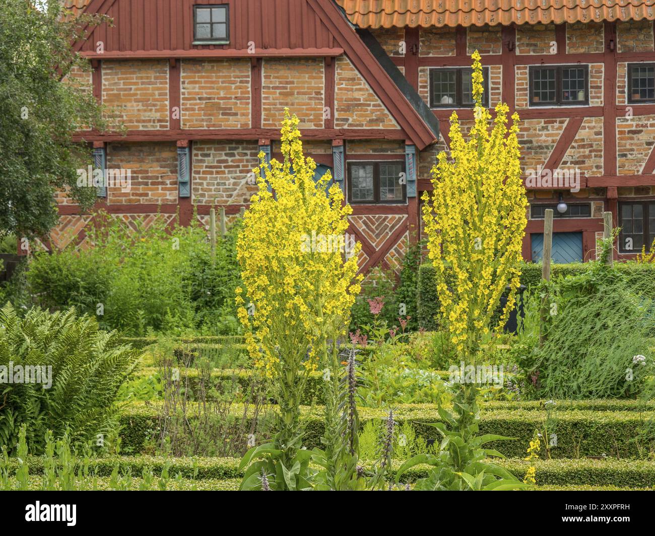 Giardino fiorito con alti fiori gialli e una casa a graticcio, paesaggio rustico del villaggio, ystad, svezia, Mar baltico, scandinavia Foto Stock