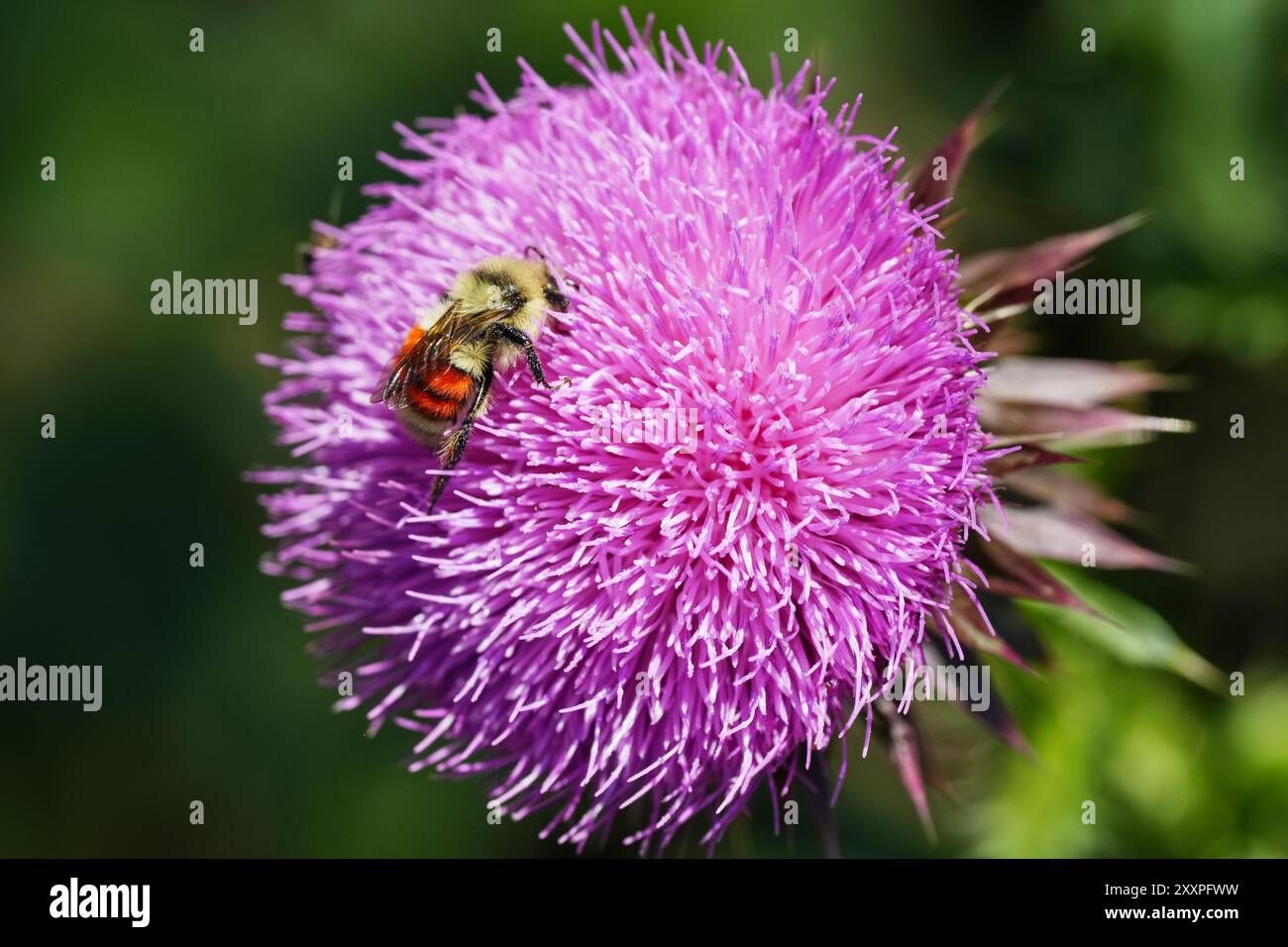 Bumblebee che raccoglie polline dal cardo Foto Stock