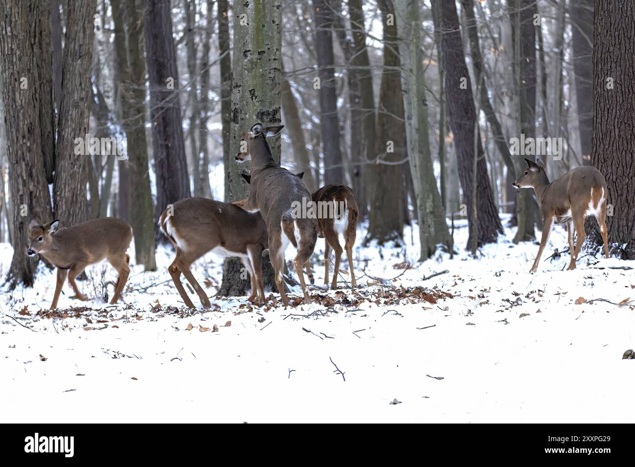 Cervi dalla coda bianca nella foresta innevata. Scena dal parco statale del Wisconsin Foto Stock