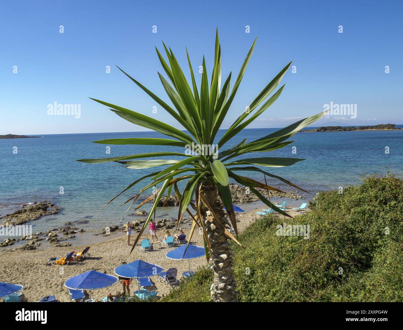 Una palma sulla spiaggia, ombrelloni e persone vicino al mare blu turchese sotto un cielo limpido, katakolon, Mar mediterraneo, grecia Foto Stock