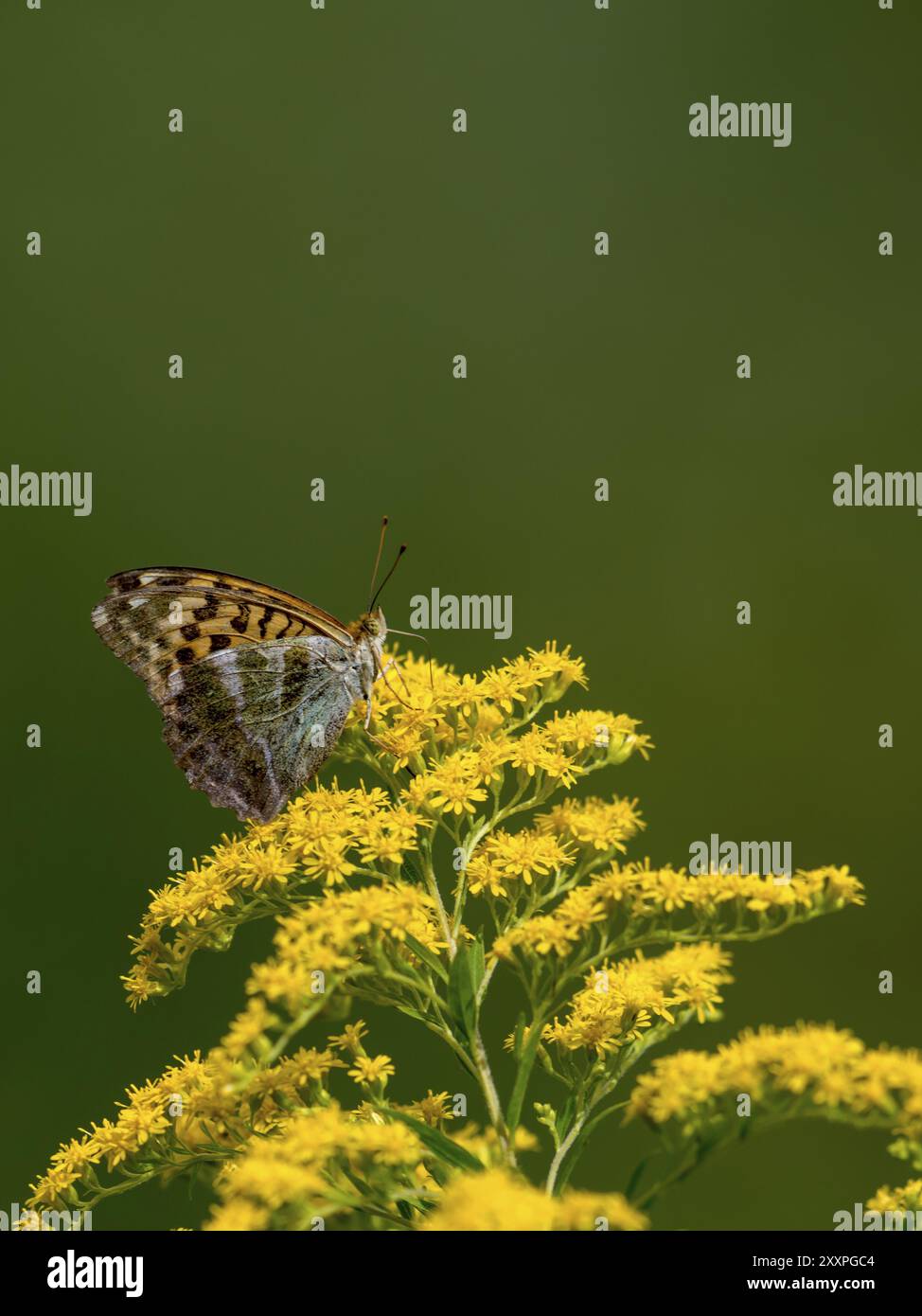 Una piccola farfalla si trova su un fiore di fronte a uno sfondo sfocato verde con spazio di testo Foto Stock