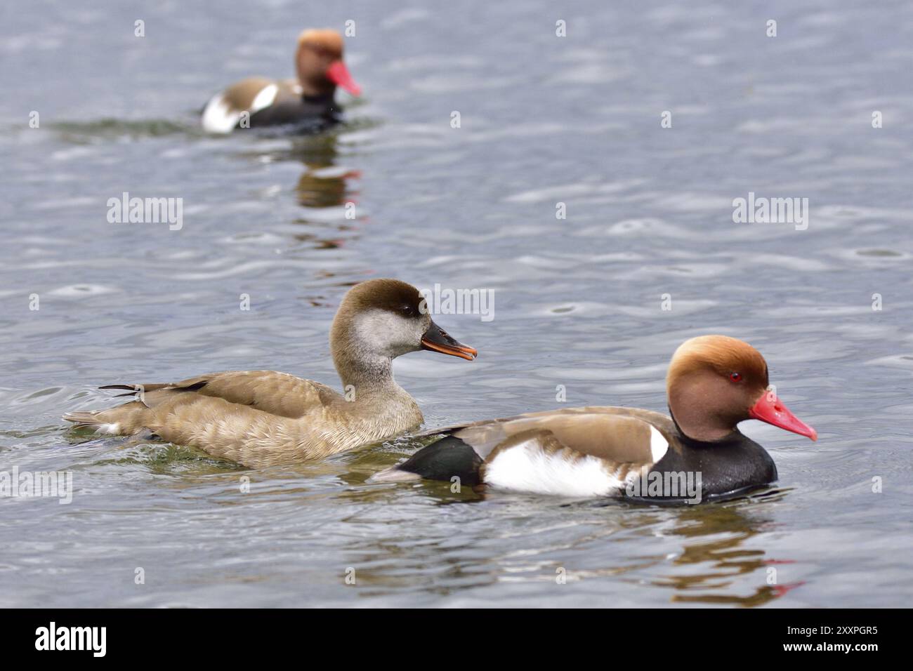 Pochard rosso nuota in un lago. Pochards in primavera Foto Stock