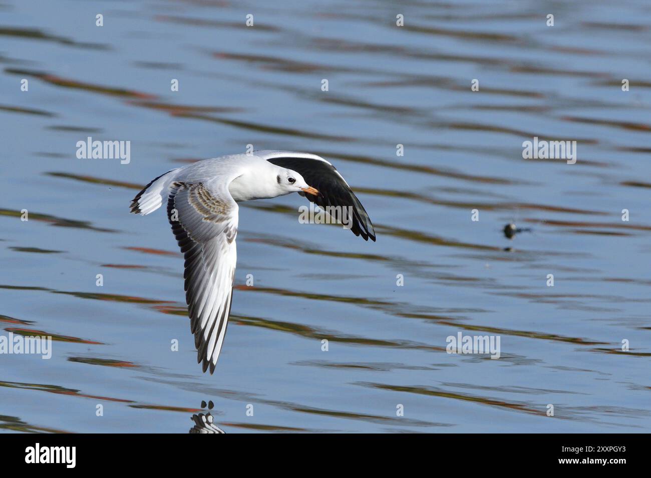 Volo di un gabbiano dalla testa nera nel piumaggio invernale per adulti in volo. Gabbiano dalla testa nera nel piumaggio invernale per adulti in volo Foto Stock