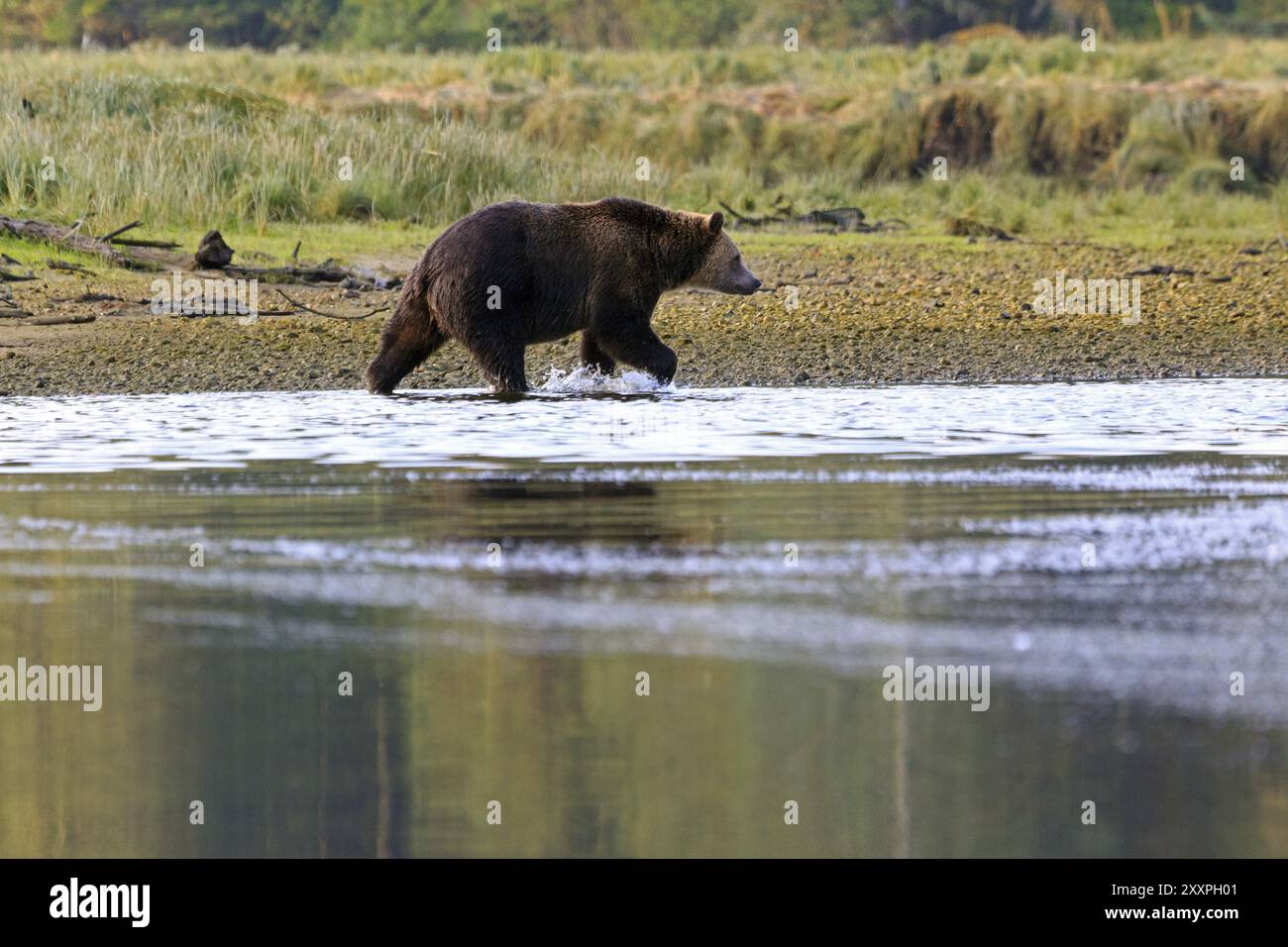 Orso Grizzly a Knight Inlet in Canada Foto Stock